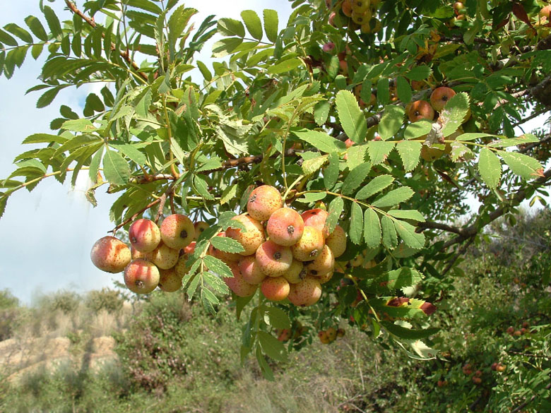 Sorbus domestica / Sorbo comune